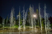 Trees that grew too near to the geothermal features of Geyser Basin back lit by the full moon and light painted with my LED flashlight