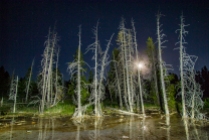 Trees that grew too near to the geothermal features of Geyser Basin back lit by the full moon and light painted with my LED flashlight