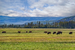 Heard of bison grazing in Yellowstone National Park